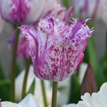 Tulipa 'Purple Circus'
