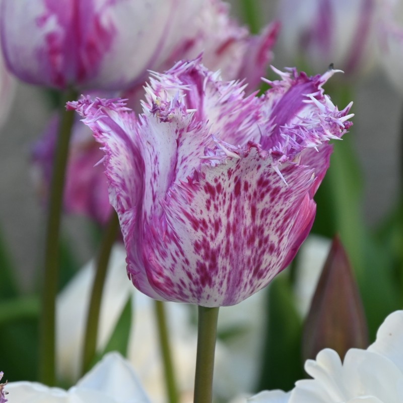 Tulipa 'Purple Circus'