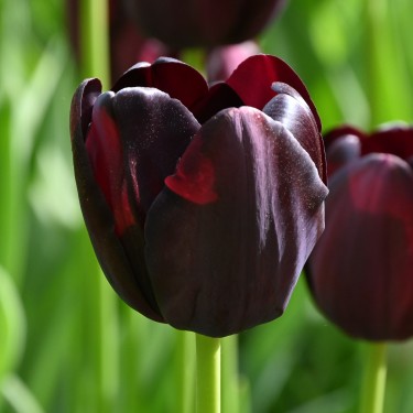 Tulipa 'Queen of Night'