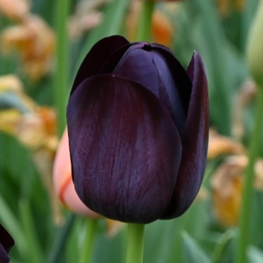 Tulipa 'Queen of Night'