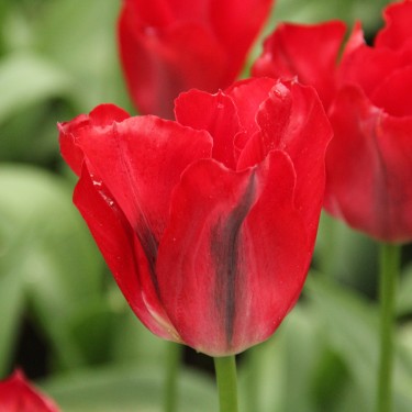 Tulipa 'Red Springgreen'