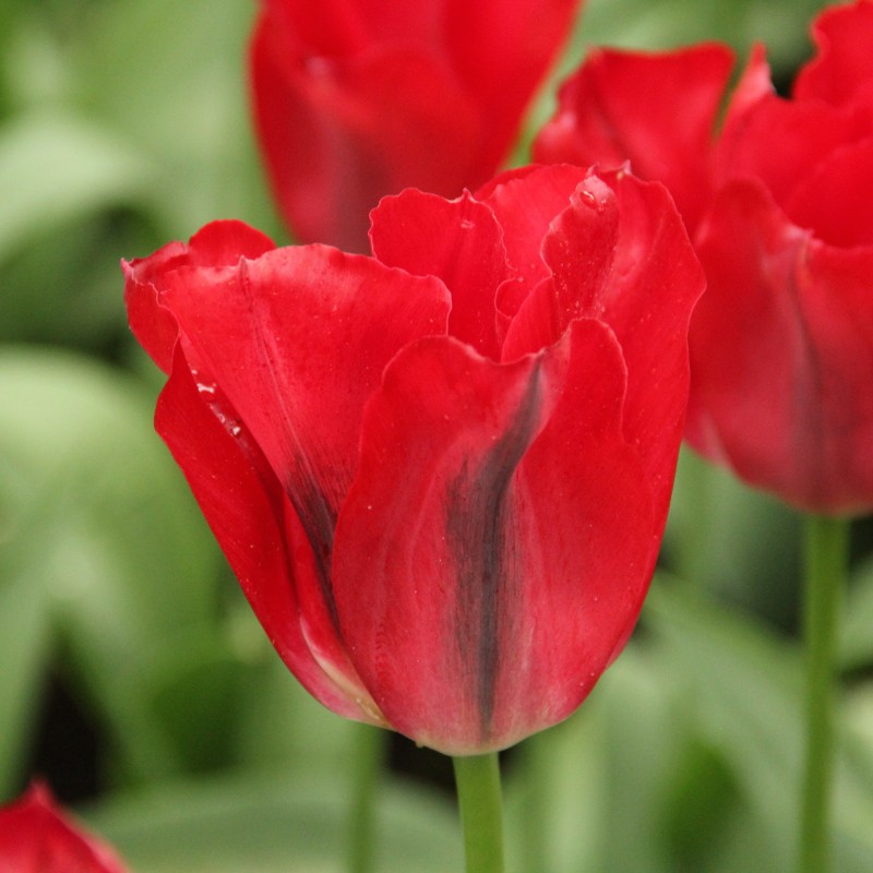 Tulipa 'Red Springgreen'