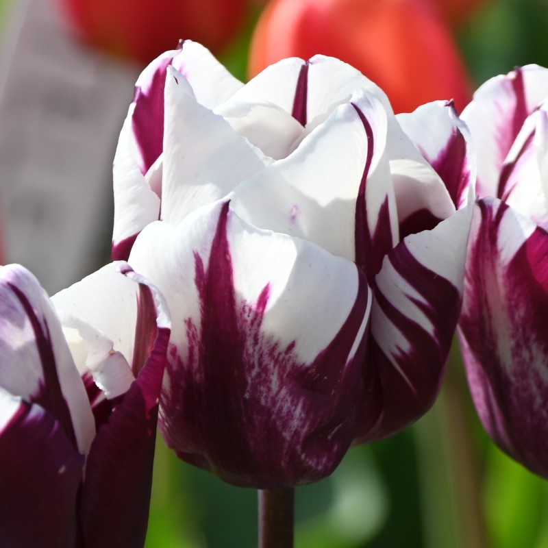 Tulipa 'Rem's Favourite'