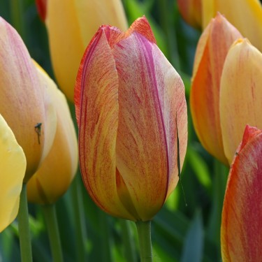 Tulipa 'Rhapsody of Smiles'