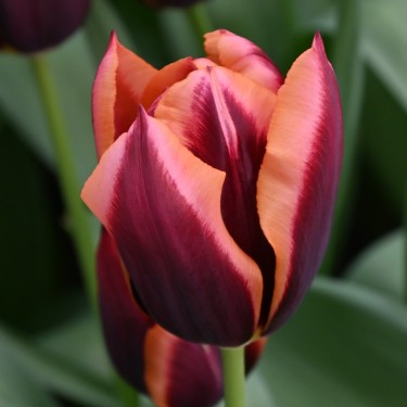 Tulipa 'Slawa'