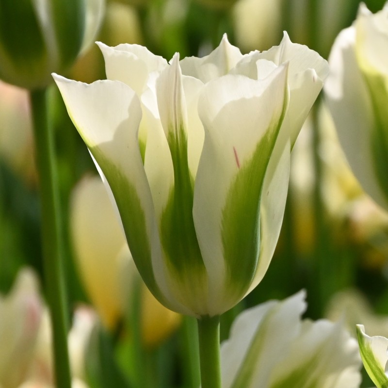 Tulipa 'Spring Green'