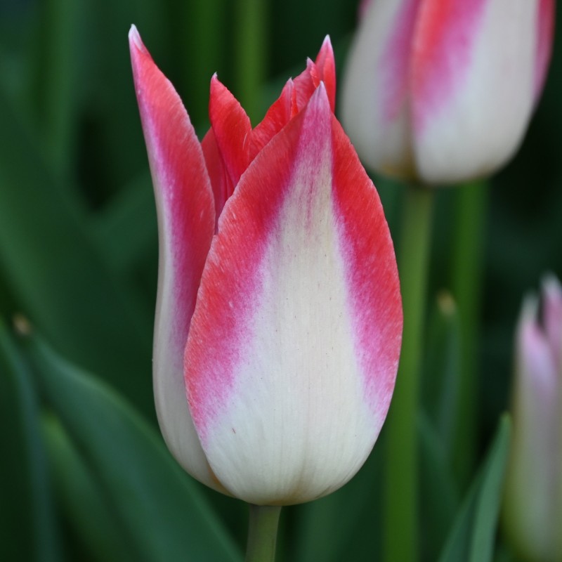 Tulipa 'Strawberry Romanoff'