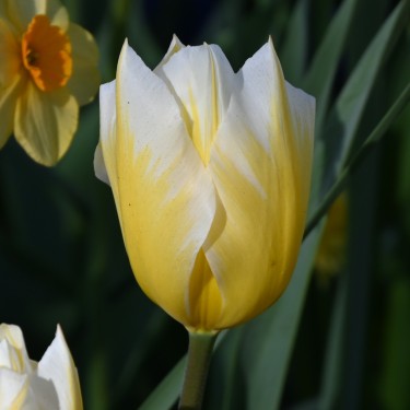 Tulipa 'Sweetheart'