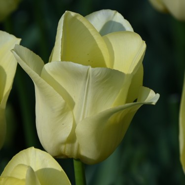 Tulipa 'World Friendship'