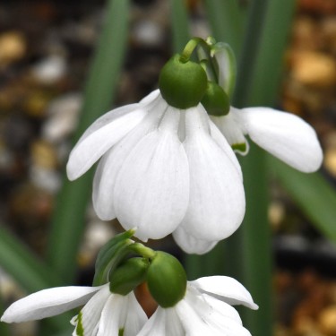 Galanthus 'Angie'