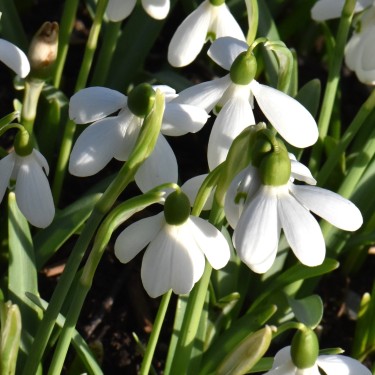 Galanthus 'Angie'