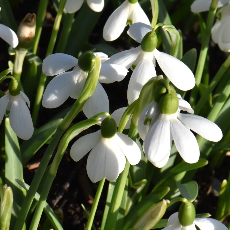 Galanthus 'Angie'