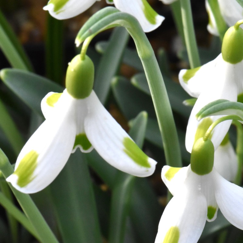 Galanthus 'Aunt Agnes'