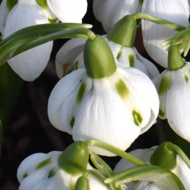 Galanthus 'Bernhard Rollich'