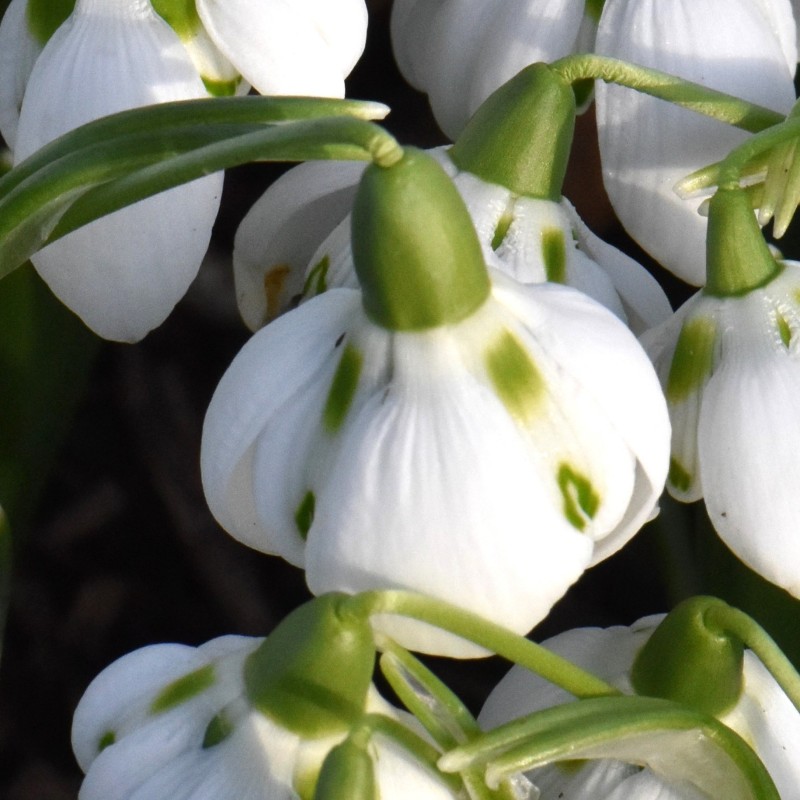 Galanthus 'Bernhard Rollich'