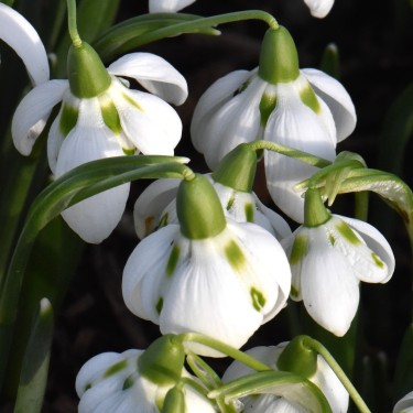 Galanthus 'Bernhard Rollich'