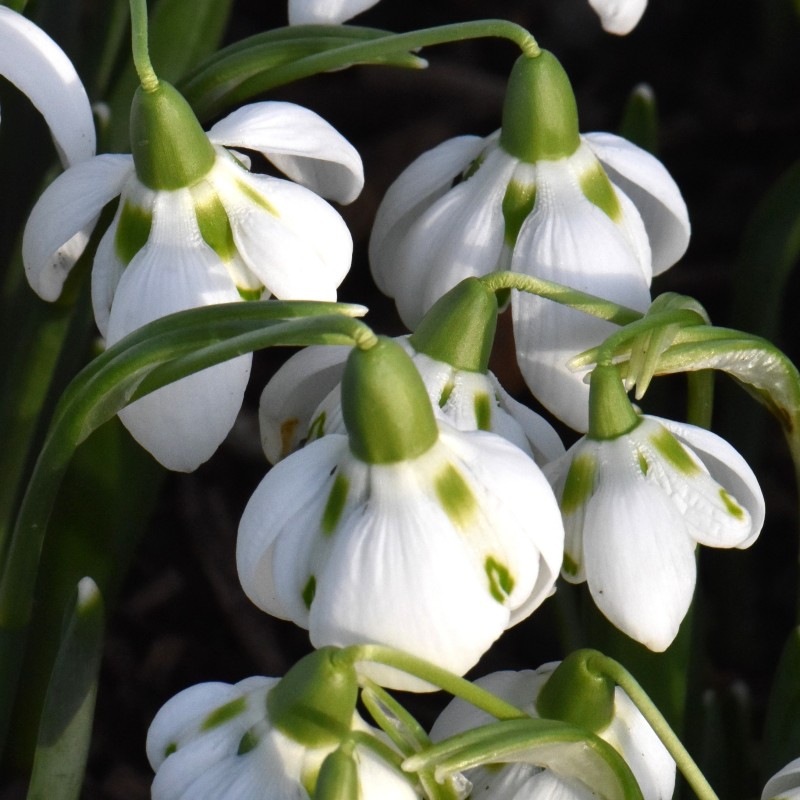 Galanthus 'Bernhard Rollich'