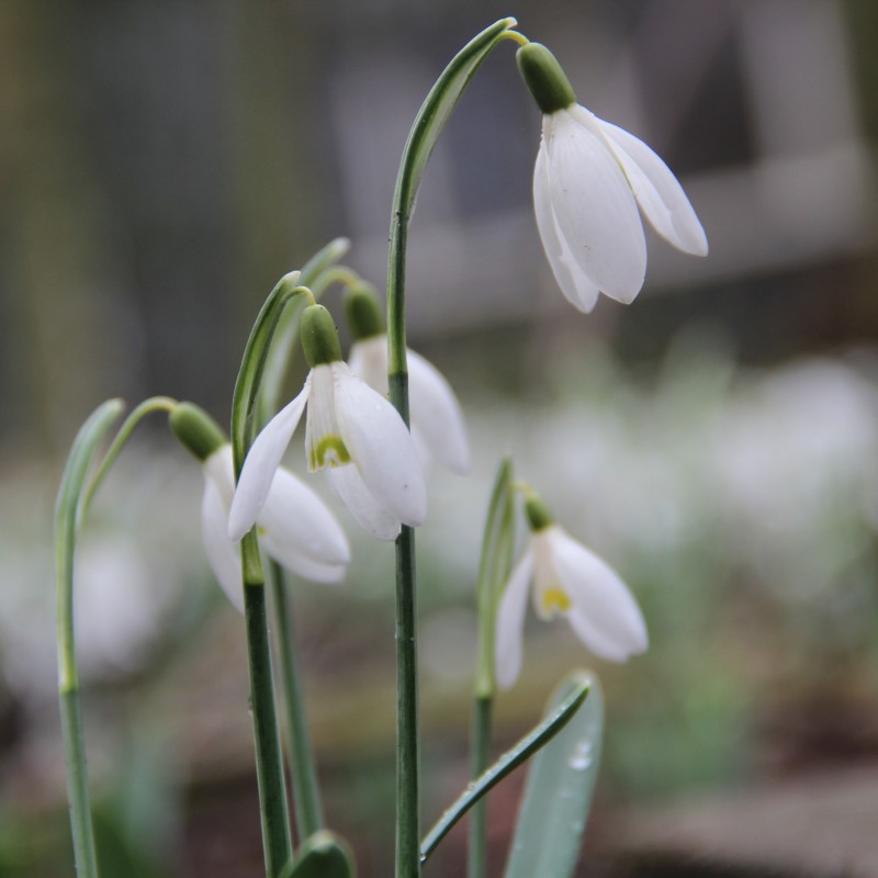 Galanthus 'Blonde Inge'