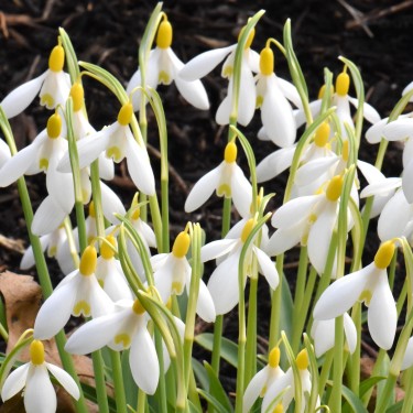 Galanthus 'Dick's Early Yellow'