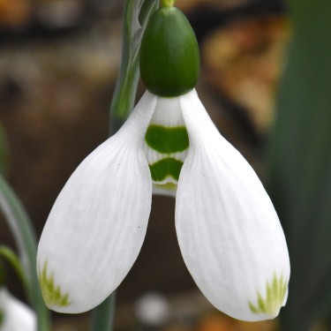 Galanthus 'Emerald Hughes'