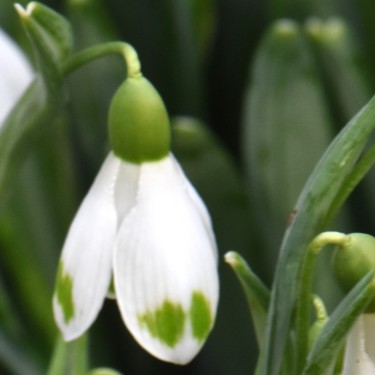 Galanthus 'Emma Thick'