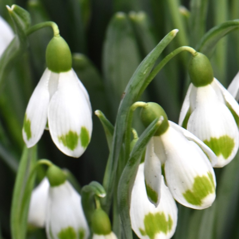 Galanthus 'Emma Thick'
