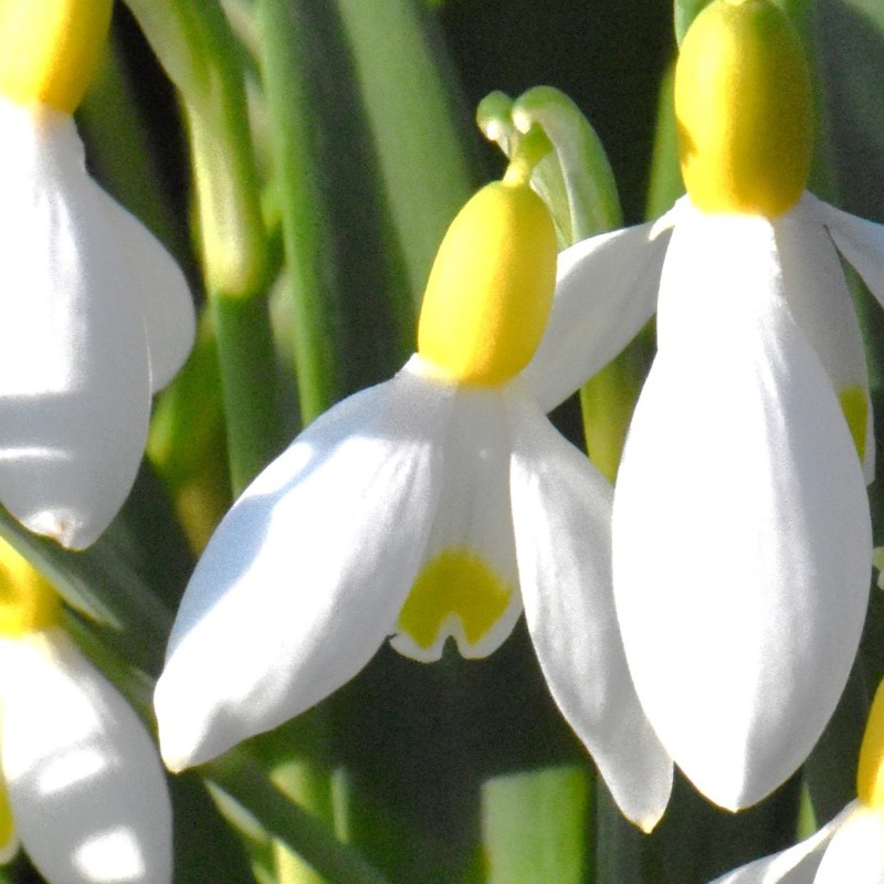 Galanthus 'Fiona's Gold'