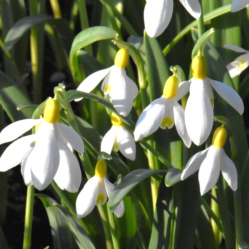 Galanthus 'Fiona's Gold'