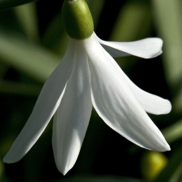 Galanthus 'Francesca de Grammont'