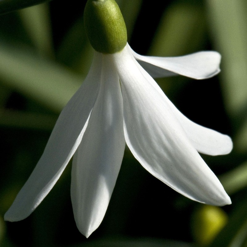 Galanthus 'Francesca de Grammont'