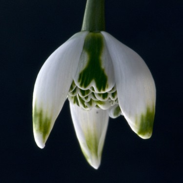 Galanthus 'Franz Josef'