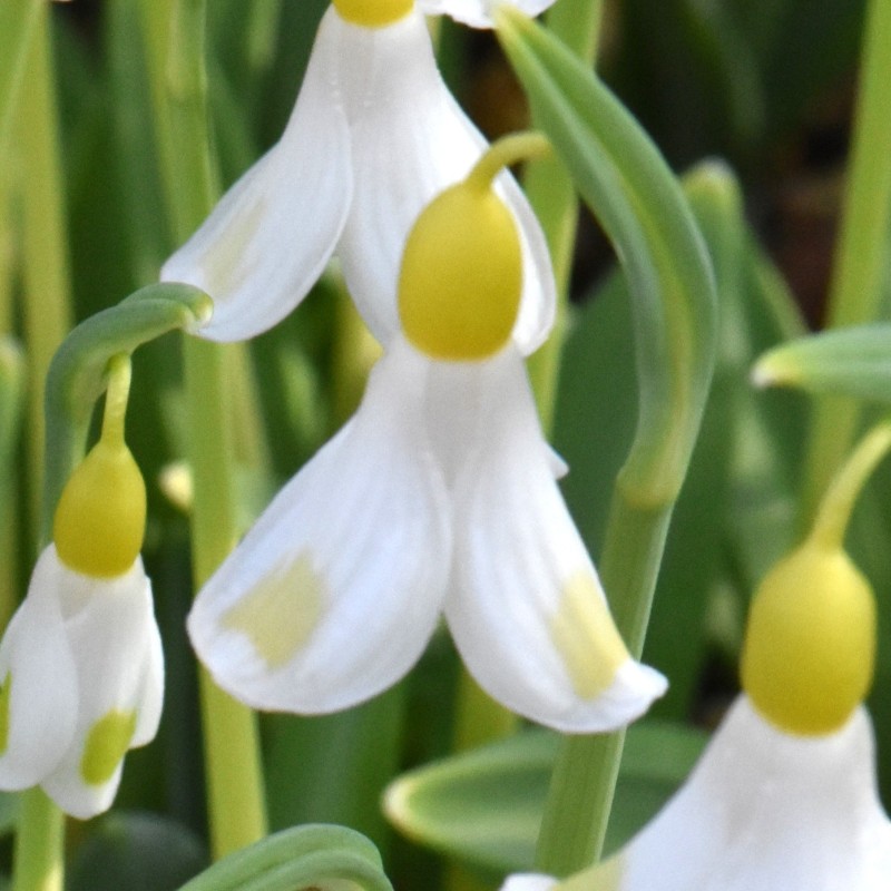 Galanthus 'Golden Fleece'