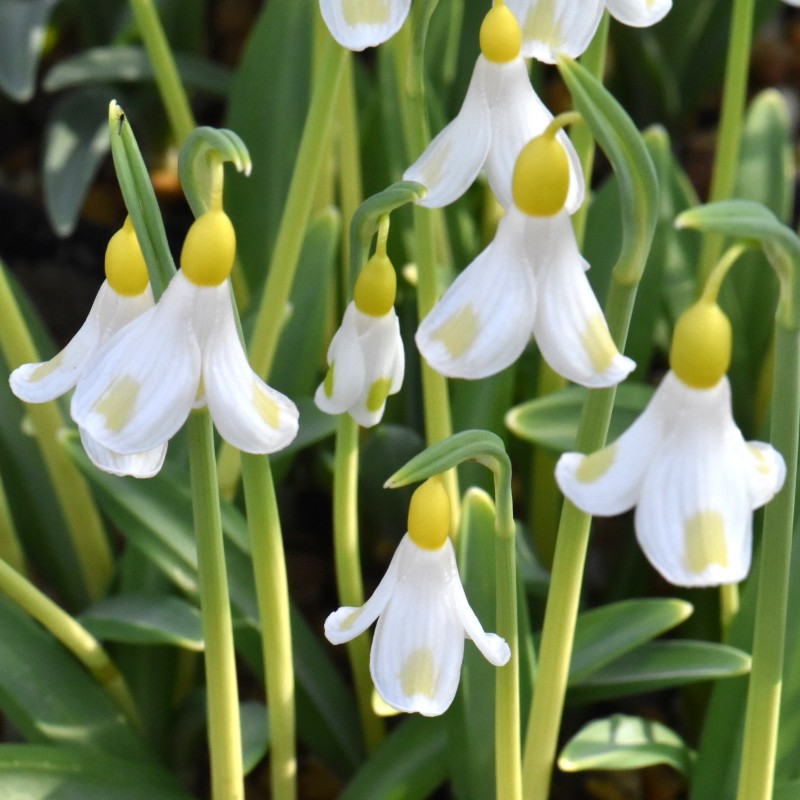 Galanthus 'Golden Fleece'