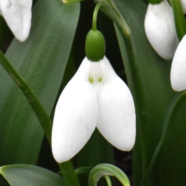 Galanthus 'Green Eyes'