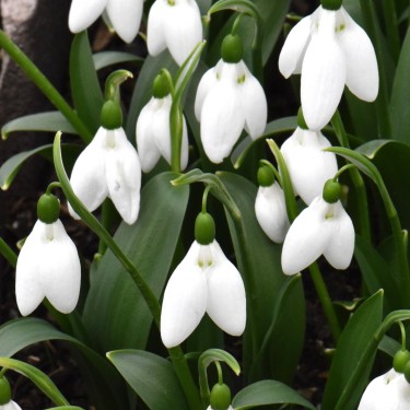 Galanthus 'Green Eyes'