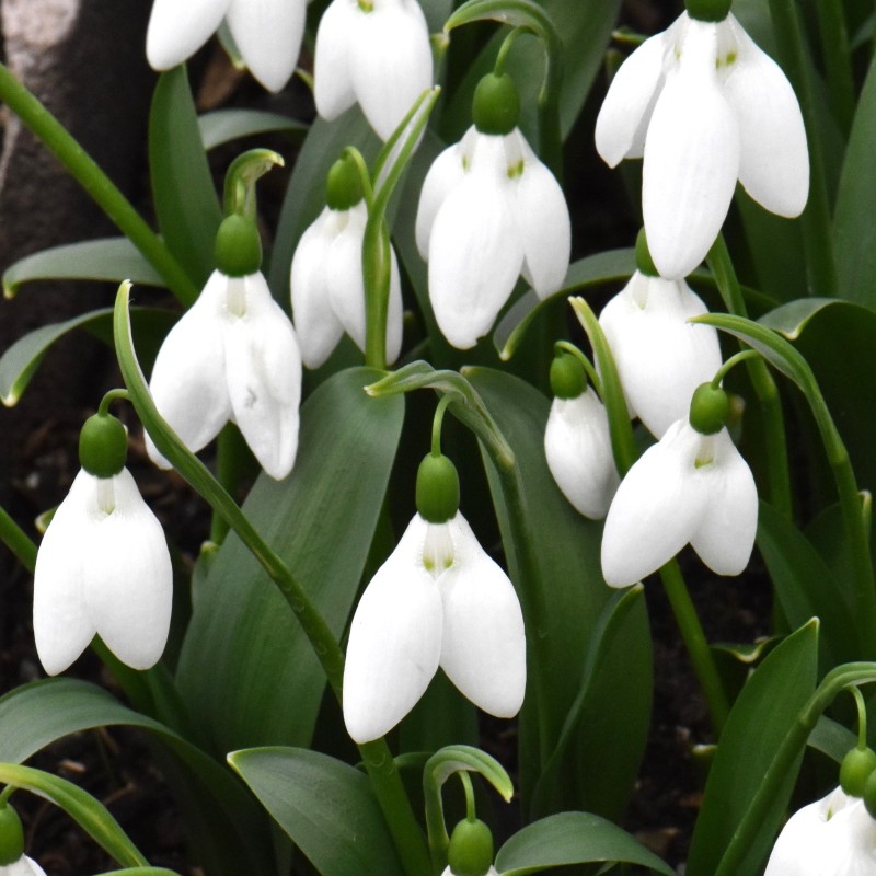 Galanthus 'Green Eyes'