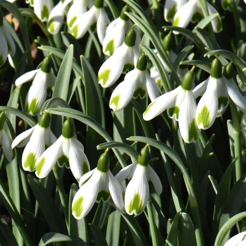 Galanthus 'Green of Hearts'