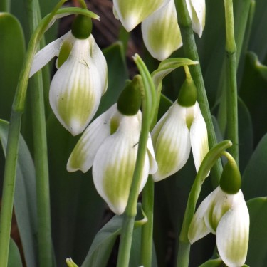 Galanthus 'Kryptonite'
