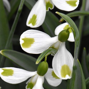 Galanthus 'Megan'