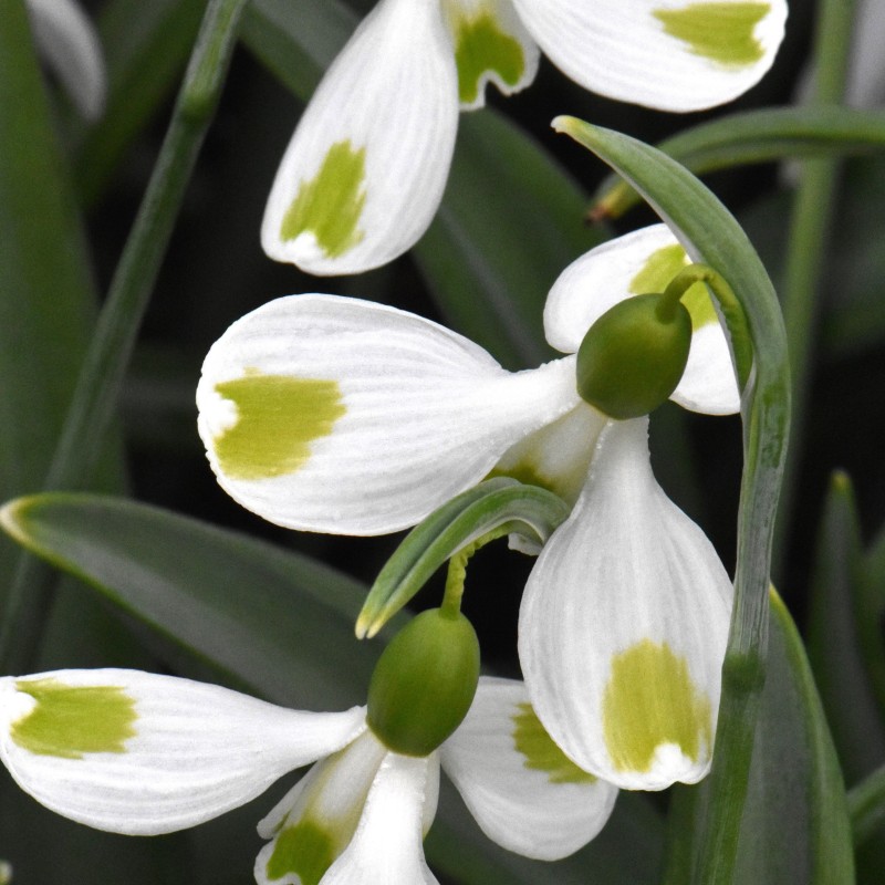 Galanthus 'Megan'