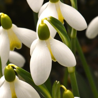 Galanthus 'Mother Goose'