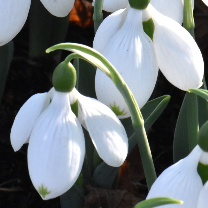 Galanthus 'Pat Mason'