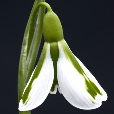 Galanthus 'South Hayes'