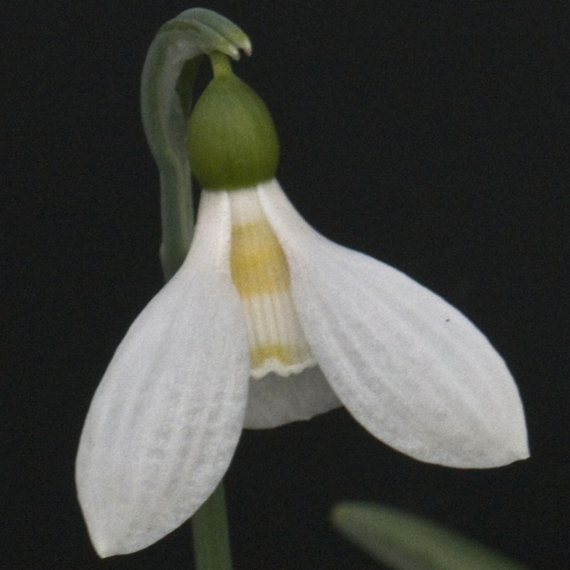 Galanthus 'Uli's Gift'