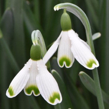Galanthus 'Valentine's Day'
