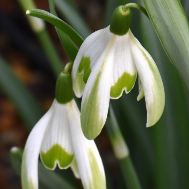 Galanthus 'Wilhelm Bauer'