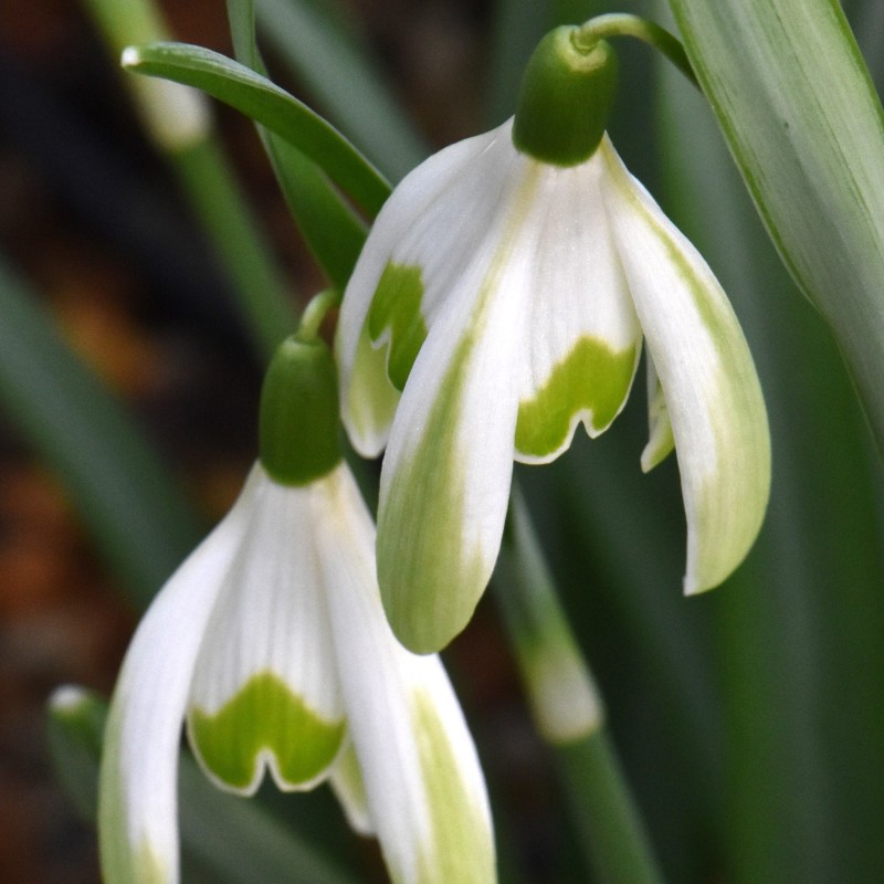Galanthus 'Wilhelm Bauer'