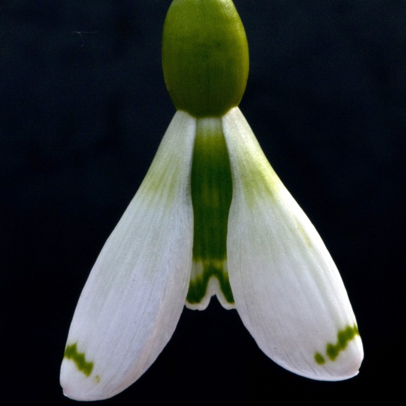 Galanthus 'Wol Staines'
