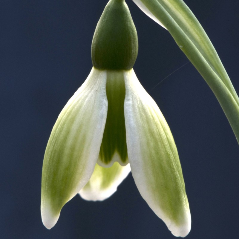 Galanthus 'York Minster'
