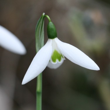 Galanthus 'Santa Claus'